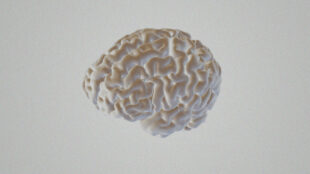 Try out the 3D Brain Atlas