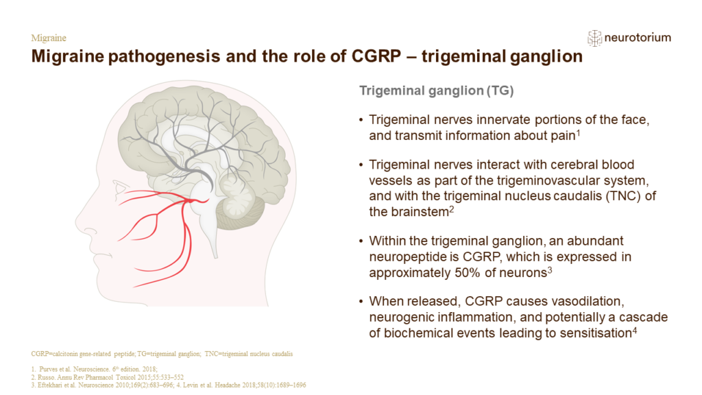 Migraine pathogenesis and the role of CGRP – trigeminal ganglion 