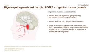 Migraine pathogenesis and the role of CGRP – trigeminal nucleus caudalis 