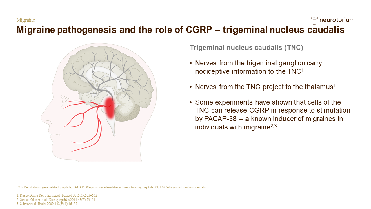 Migraine 3 Neurobiology And Aetiology Slide 28