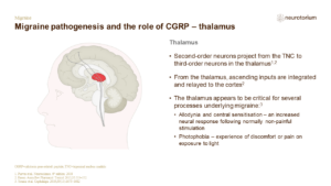 Migraine pathogenesis and the role of CGRP – thalamus