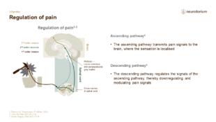 Migraine 3 Neurobiology And Aetiology Slide 4