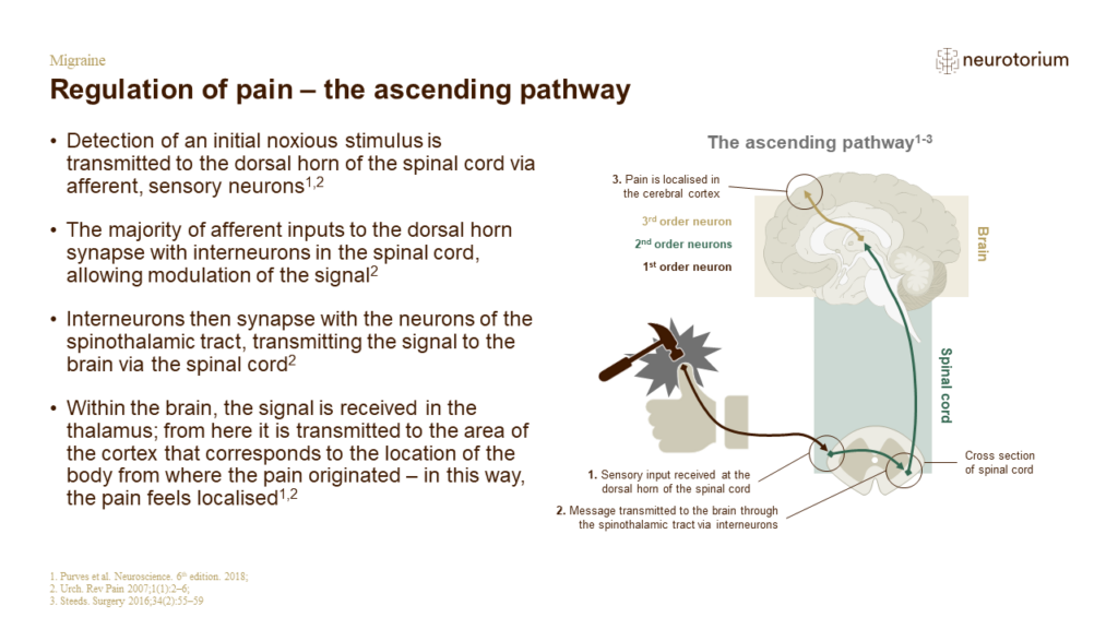 Regulation of pain – the ascending pathway