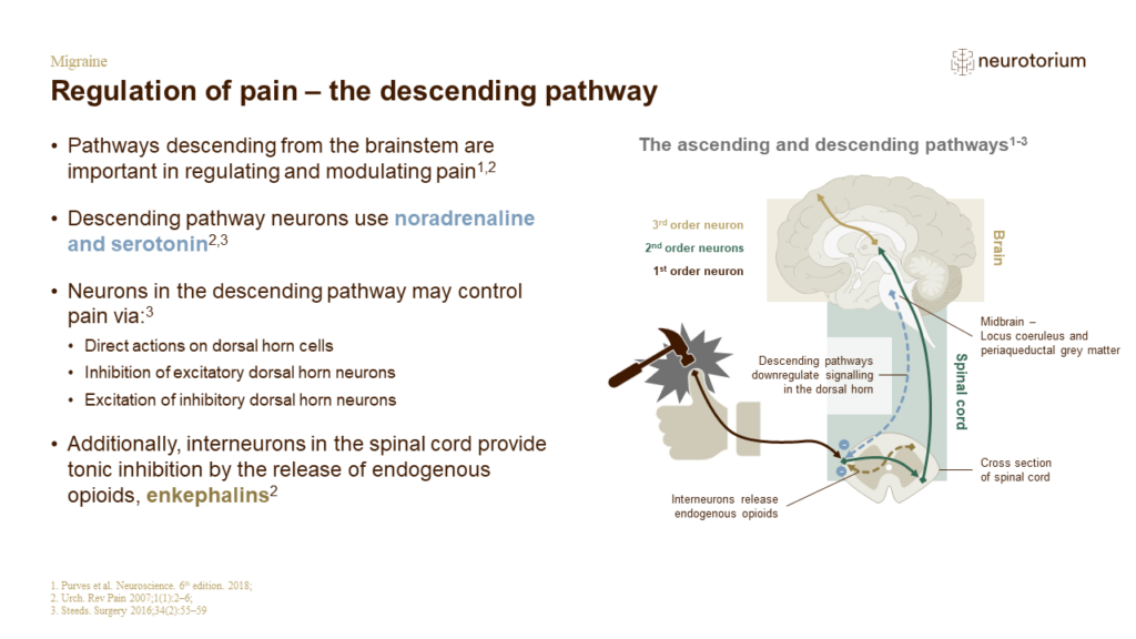 Regulation of pain – the descending pathway