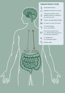 This figure illustrates theBidirectional interplay between the brain and the gut includes the vagus nerve pathway, and non-vagus nerve pathways such as the bloodstream (PD)