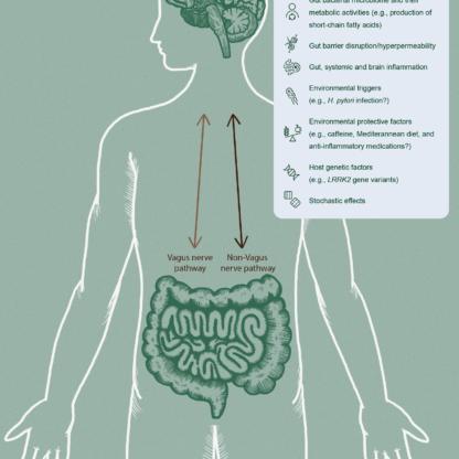 Bidirectional interplay between the brain and the gut in Parkinson’s Disease