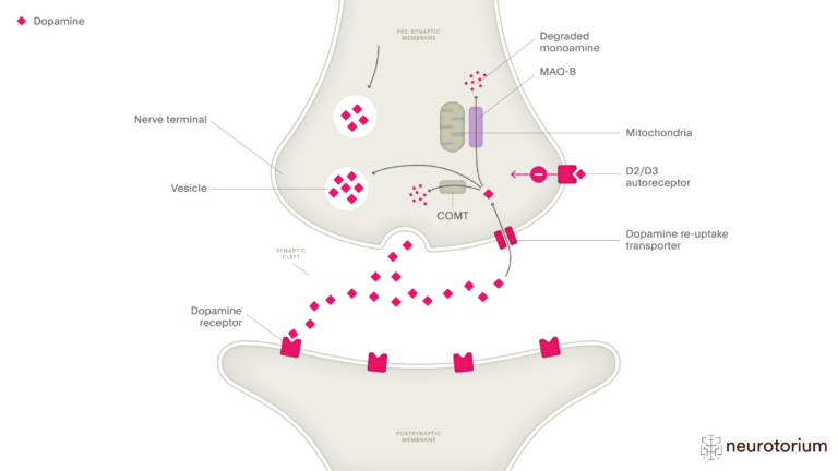 This image illustrates Synaptic Dopamine Reuptake and Degradation