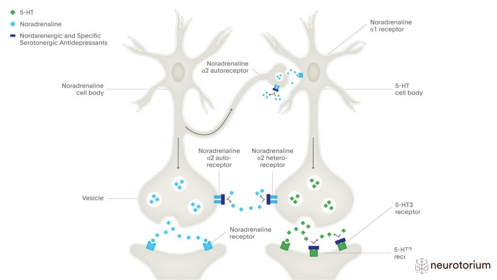 This image illustrates the mechanism of action of Noradrenergic and Specific Serotonergic Antidepressants