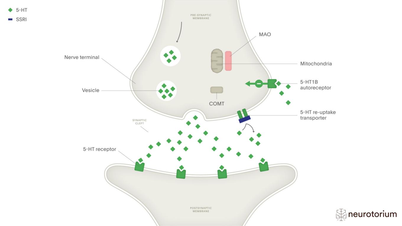 selective-serotonin-re-uptake-inhibitors-ssris-neurotorium