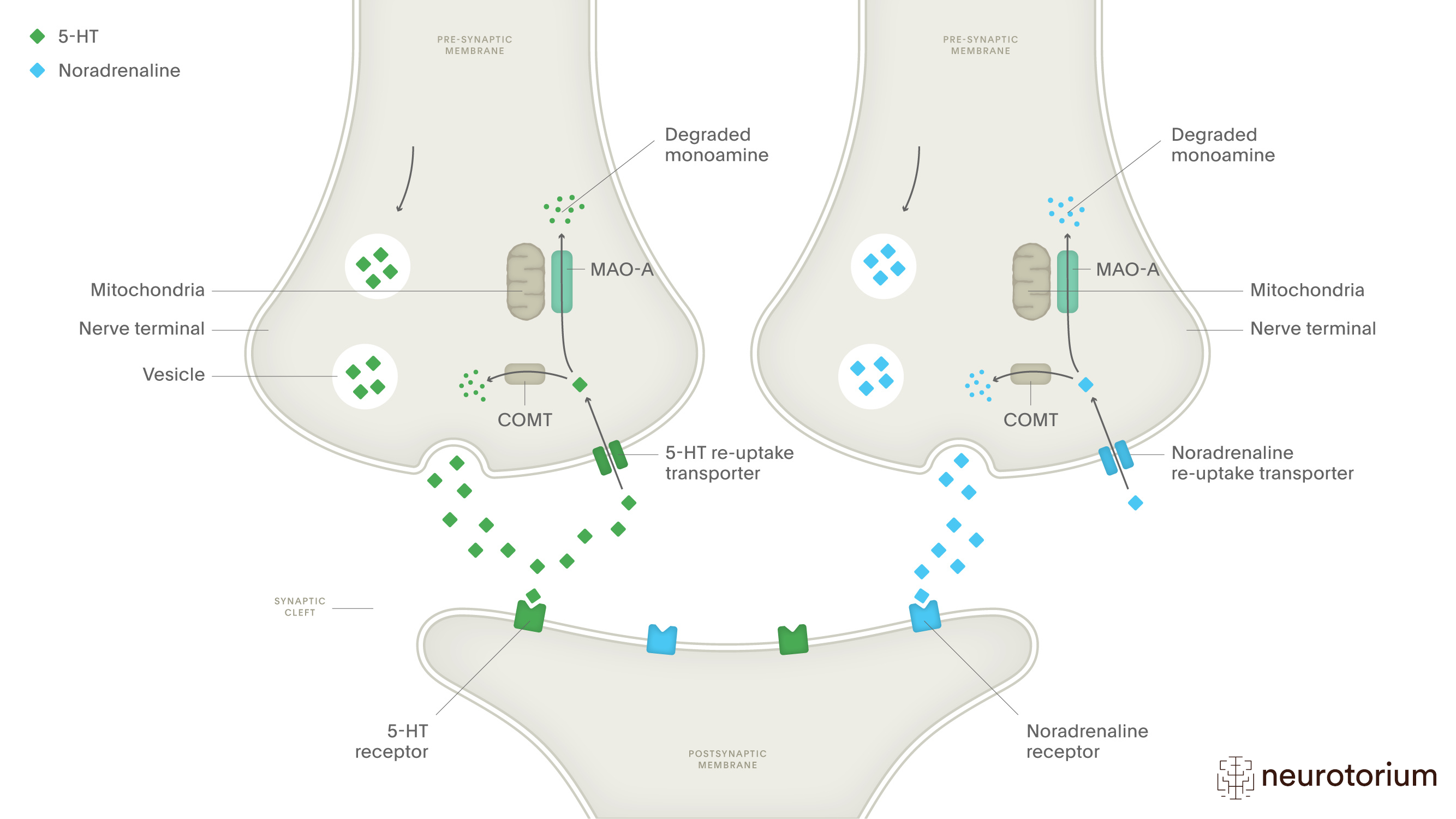 Serotonin Und Krebs Beim Menschen Ein Kritischer berblick WUMJKZ Serotonin Und Krebs Beim Menschen Ein Kritischer berblick WUMJKZ