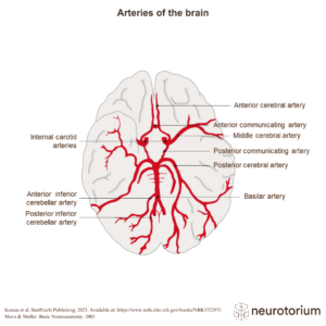 The image shows how the blood supply of the brain is arranged.