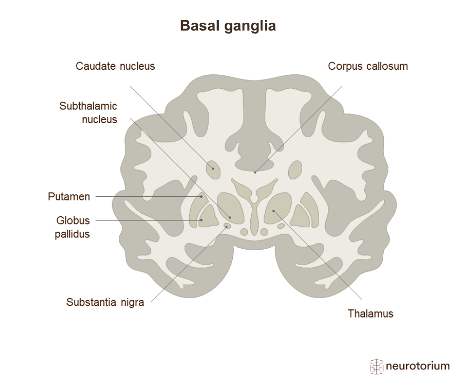Basal Ganglia: Overview of Structure and Pathways - Neurotorium
