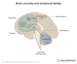 Brain circuitry and emotional lability