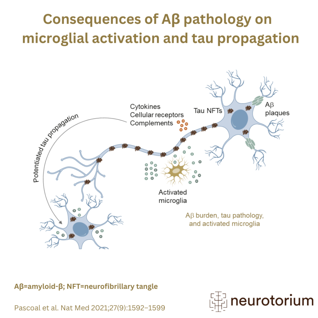Consequences of Aβ pathology on microglial activation and tau propagation