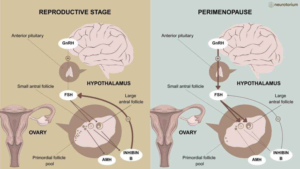 Figure illustrating endocrine changes during perimenopause