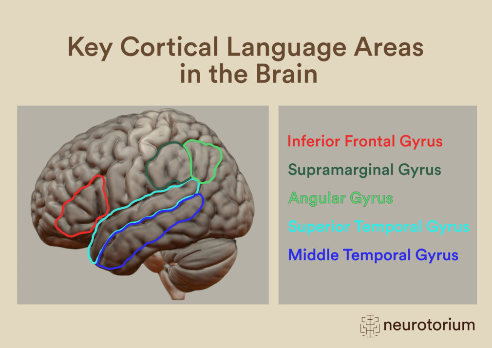 Key Cortical Language Processing Regions in the Brain