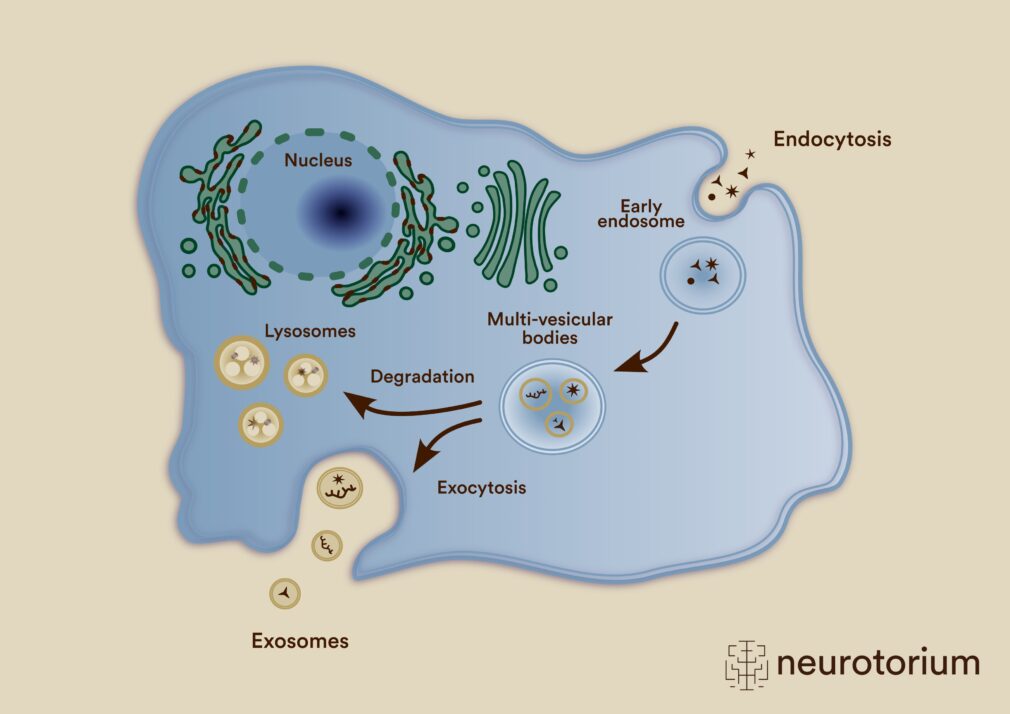 A schematic representation of a cell actively releasing exosomes into the extracellular space