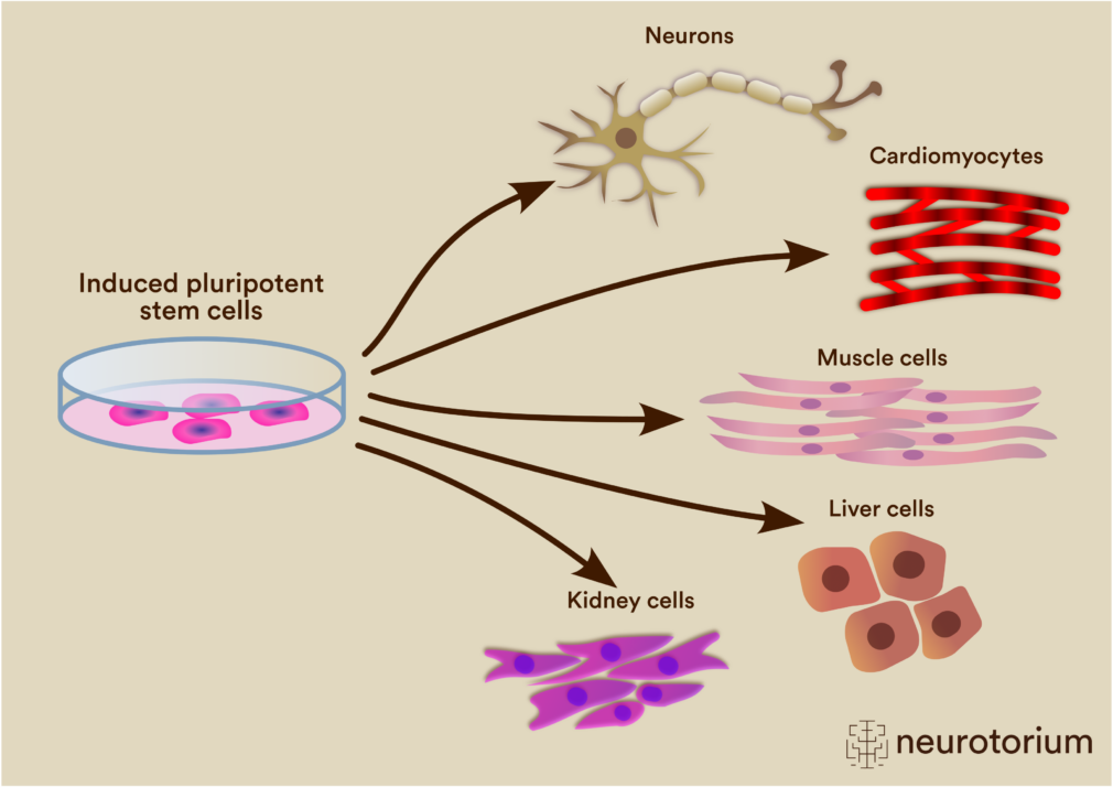 Differentiation of Induced Pluripotent Stem Cells (iPSCs) into Multiple Cell Types