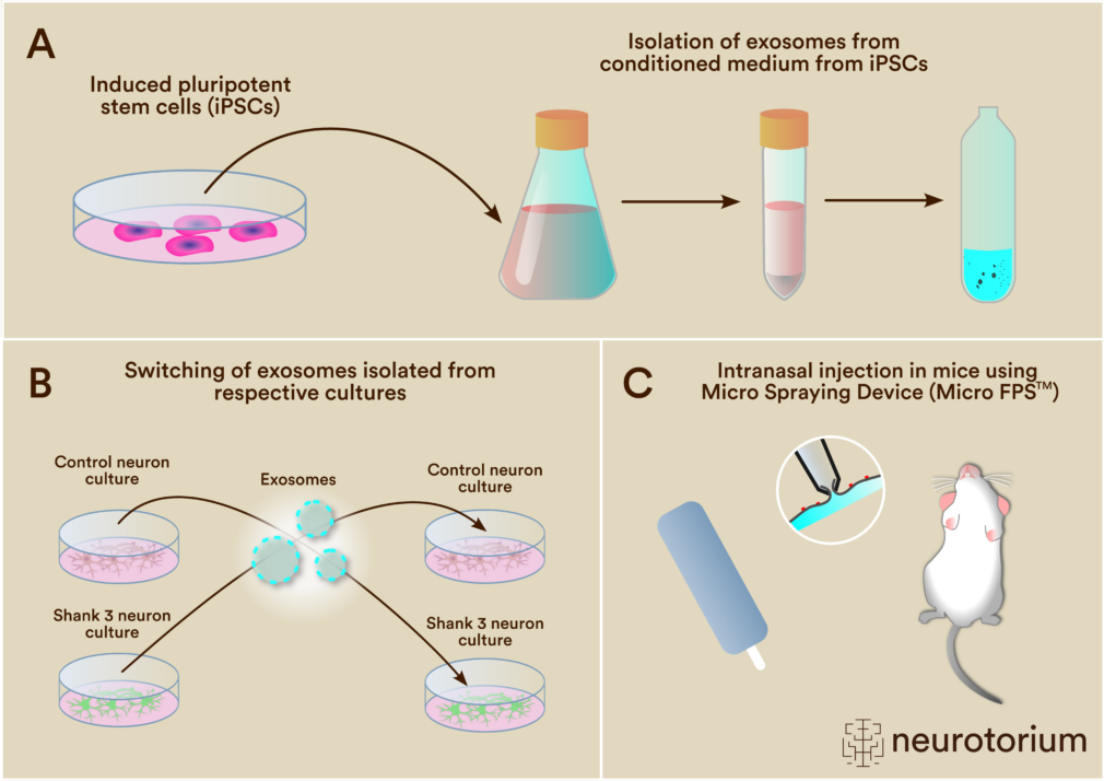 Therapeutic Potential of iPSC-derived Exosomes in Rescuing Autistic Spectrum Disorders Phenotypes