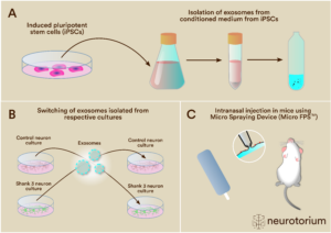 Therapeutic Potential of iPSC-derived Exosomes in Rescuing ASD Phenotypes