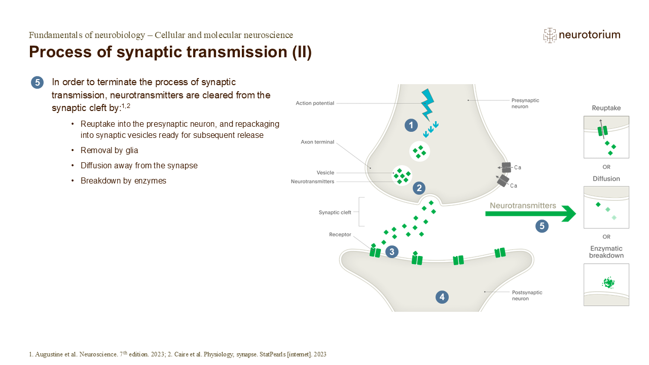 Process of synaptic transmission (II) - Neurotorium