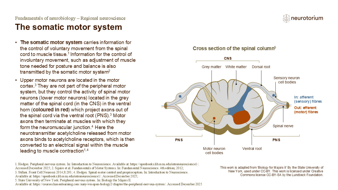 The somatic motor system - Neurotorium