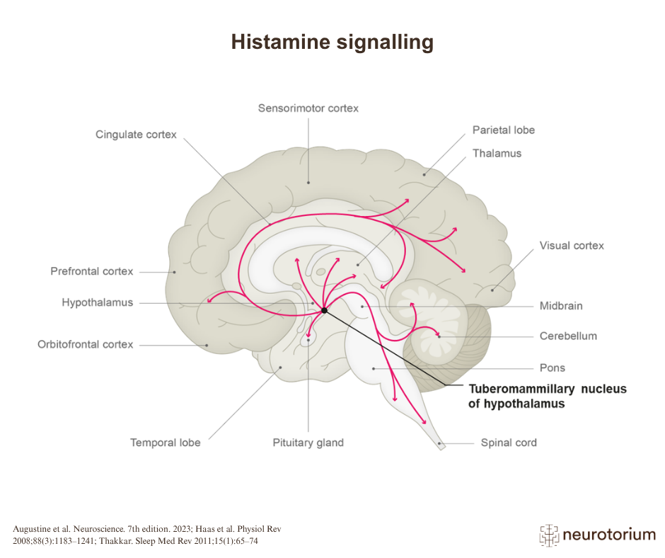 Histamine Signalling and Its Role in the Brain - Neurotorium