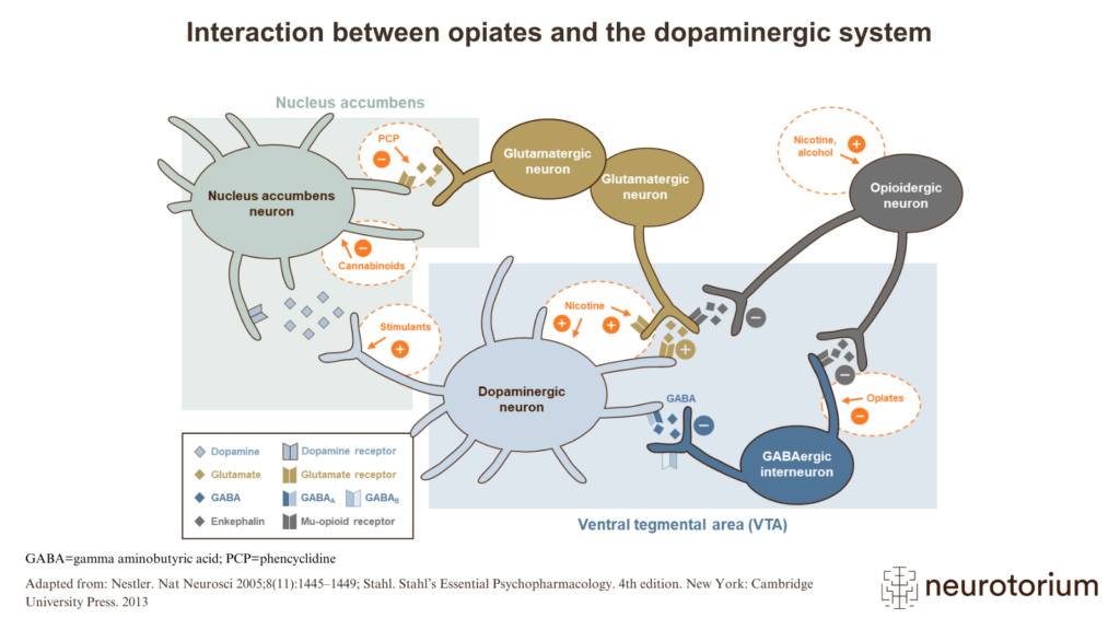 Interaction between opiates and the dopaminergic system
