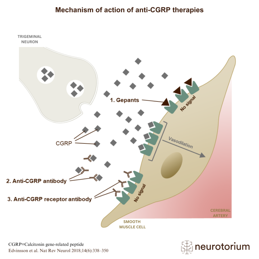 Various clinical data demonstrate the crucial role CGRP plays in migraine pathology, and there are several different methods of blocking CGRP activity to treat migraine attacks.