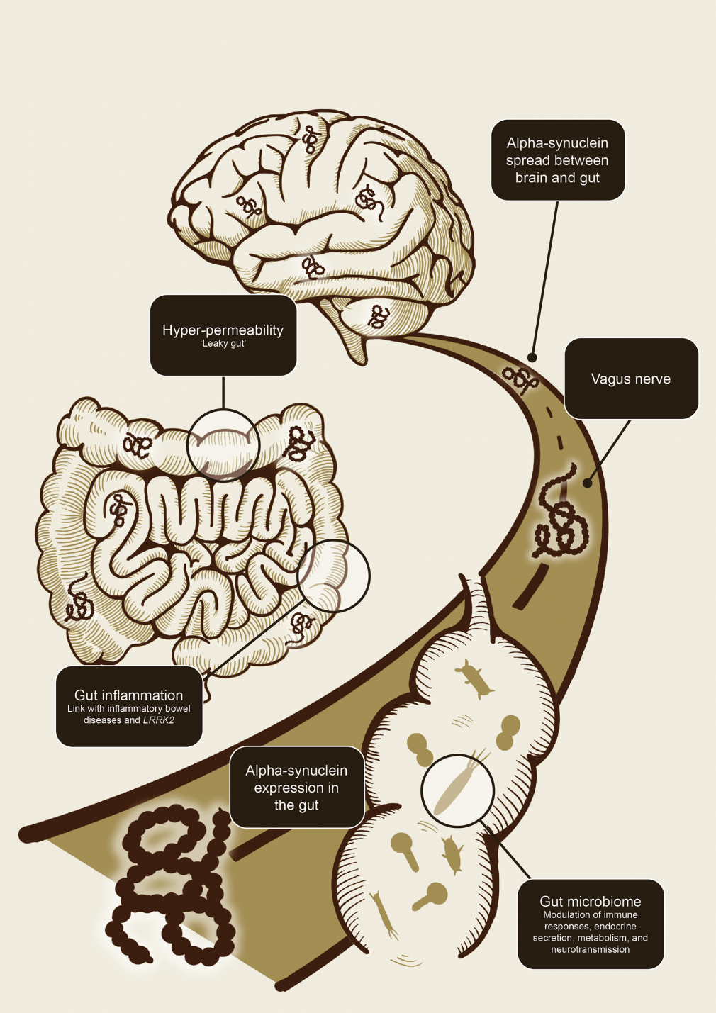 The microbiome-gut-brain axis