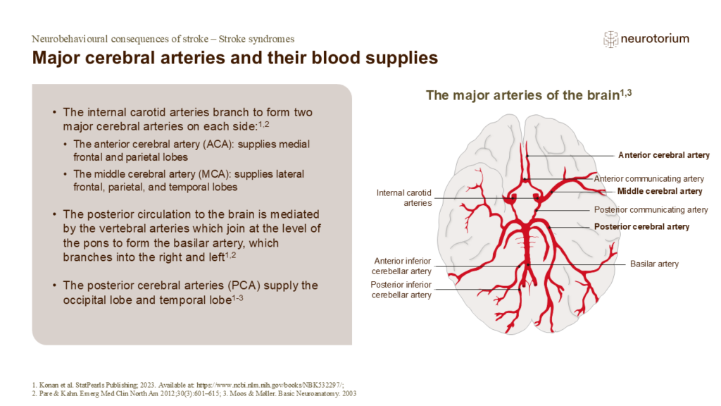 Major cerebral arteries and their blood supplies