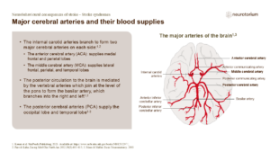 Major cerebral arteries and their blood supplies