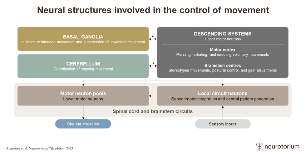 Neural Structures Involved in the Control of Movement - Neurotorium