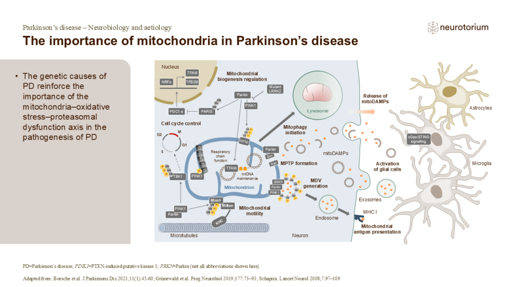 The importance of mitochondria in Parkinson’s disease - Neurotorium