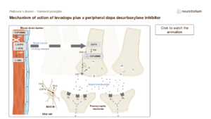 Mechanism of action of levodopa plus a peripheral dopa decarboxylase inhibitor