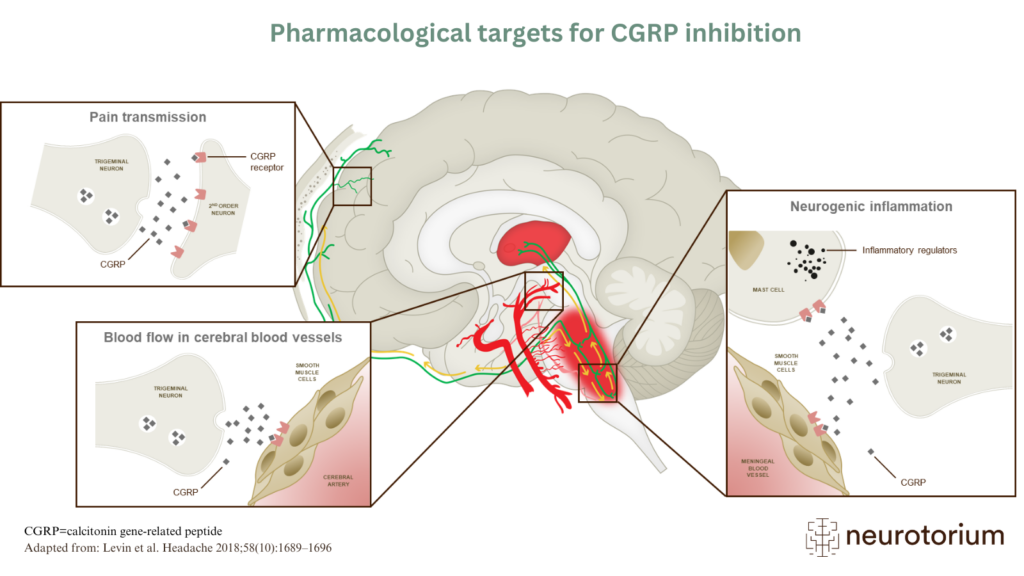 Pharmacological targets for CGRP inhibition