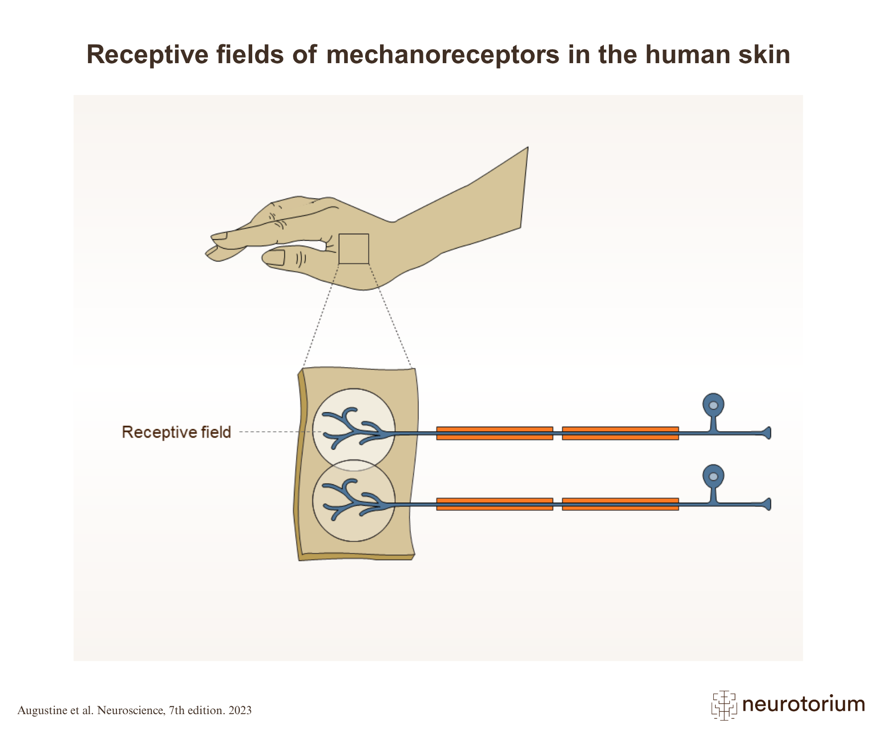 Receptive Hand Receptive fields of mechanoreceptors in the human skin - Neurotorium