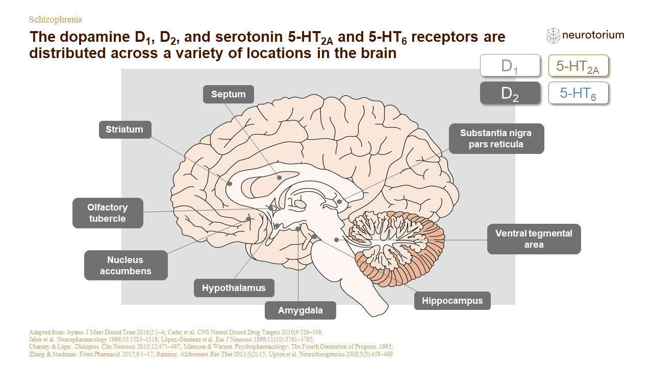 Schizophrenia – Neurobiology and Aetiology – slide 17