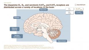Schizophrenia – Neurobiology and Aetiology – slide 19