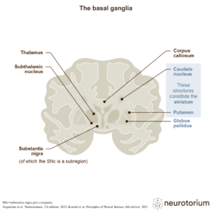 Anatomical diagram of the basal ganglia, including the substantia nigra, striatum, globus pallidus, and related brain regions involved in motor control.