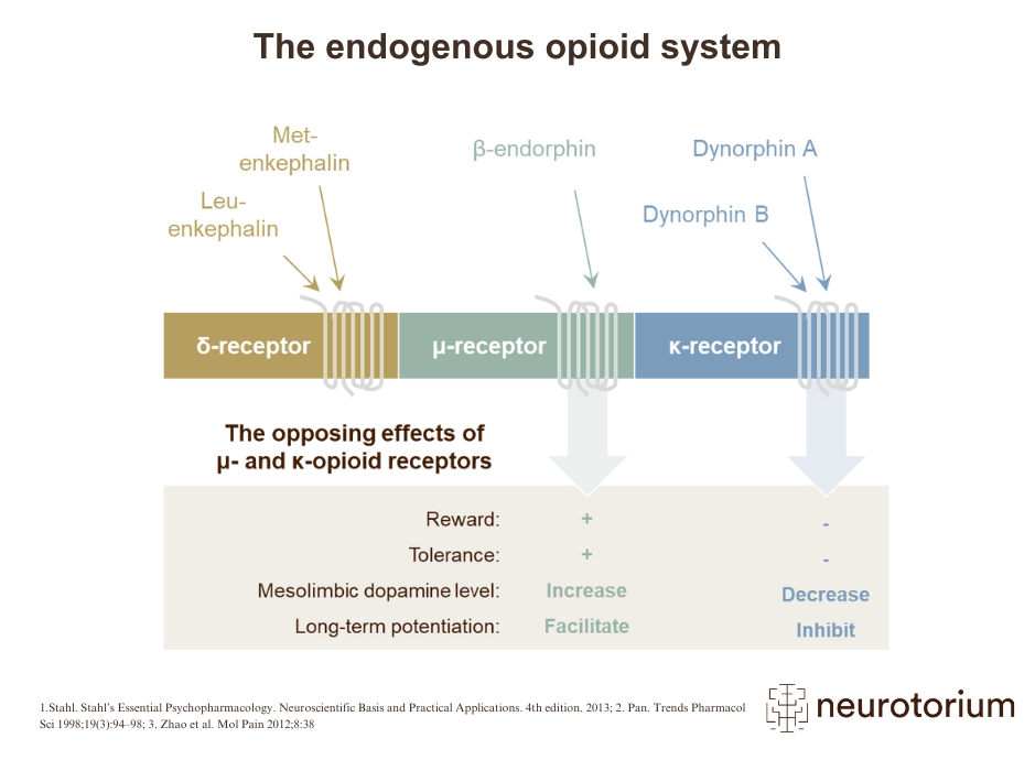 The endogenous opioid system