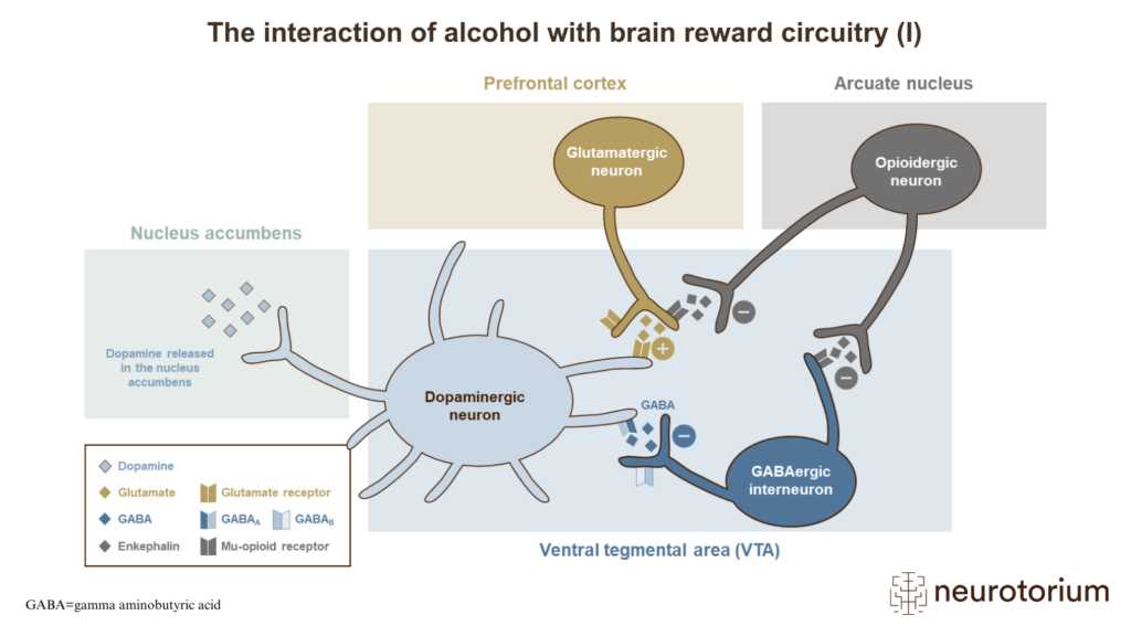The interaction of alcohol with brain reward circuitry (I)