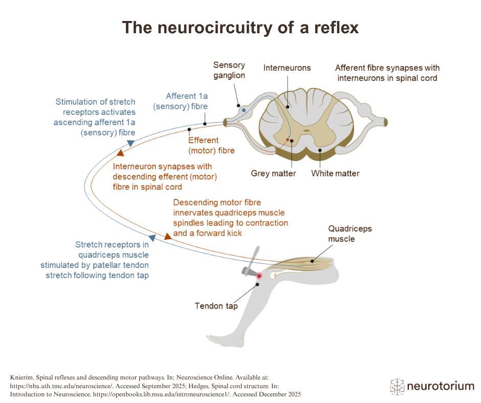 Reflex Inj The Neurocircuitry of a Reflex in Human Anatomy - Neurotorium