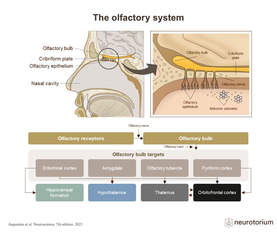 The Olfactory System: Anatomy and Function Explained - Neurotorium