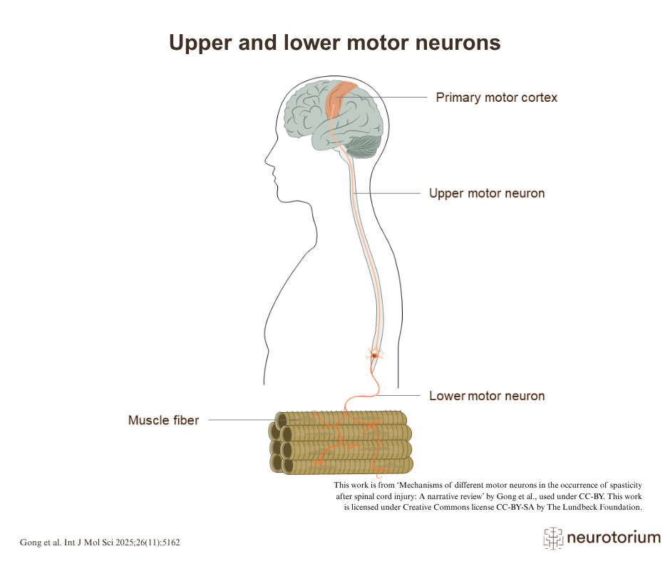 Upper and Lower Motor Neurons: Anatomy and Roles - Neurotorium